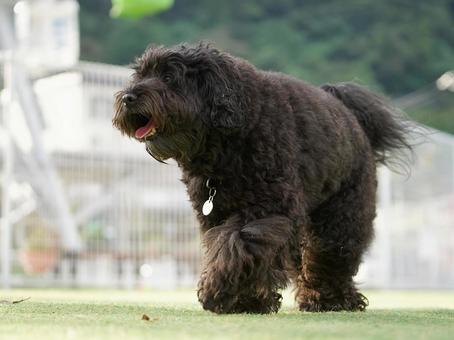 Photo, dog, goldendoodle, dandelion, 