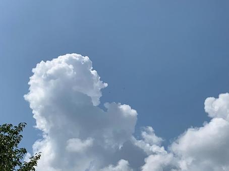 空 青空 積乱雲 空 青空 積乱雲の写真