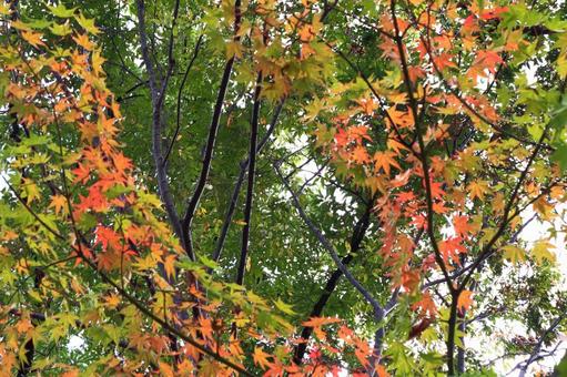 紅葉の始まり 紅葉,もみじ,秋の写真素材