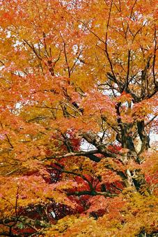 Autumn leaves, JPG Autumn leaves, JPG