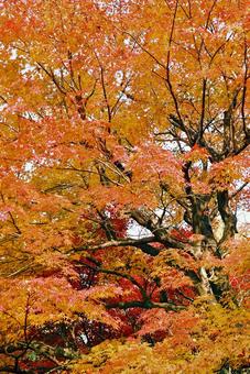 Autumn leaves, autumn leaves, maple, maple, JPG