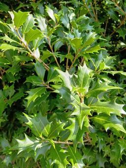 ヒイラギ 常緑樹,緑色,xmasの写真素材