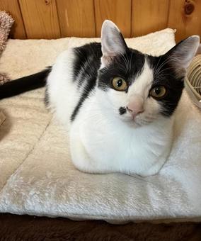 香箱座りなネコ ハチワレネコ,猫,香箱の写真素材