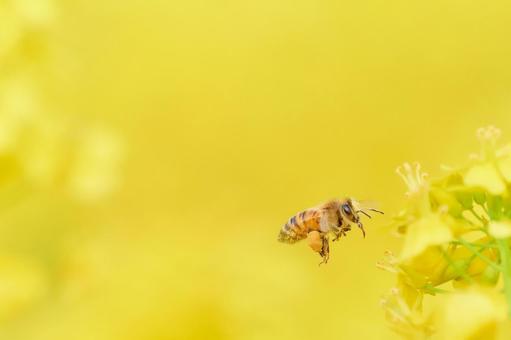 Honeybees hovering over rapeseed flowers collecting pollen, JPG