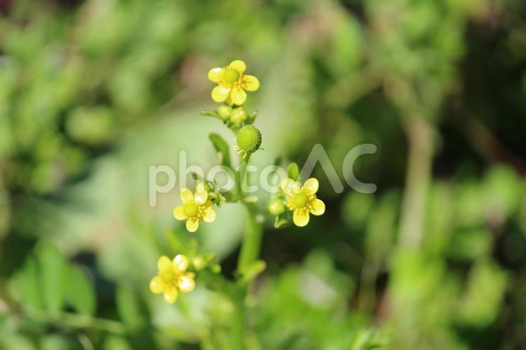 野原に咲いているタガラシの花 タガラシ,花,黄色の写真素材