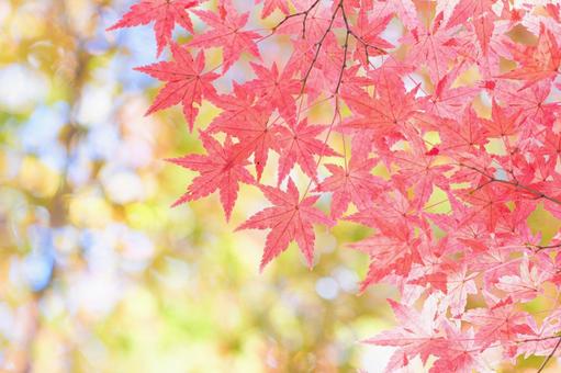 色づくもみじ、紅葉 色づくもみじ、紅葉 紅葉,もみじ狩り,植物の写真素材
