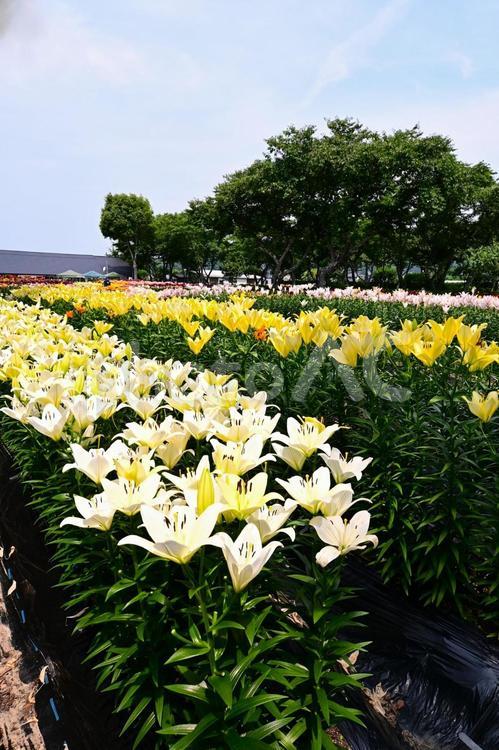 色鮮やかな満開のゆり園 ゆり,百合,百合の花の写真素材