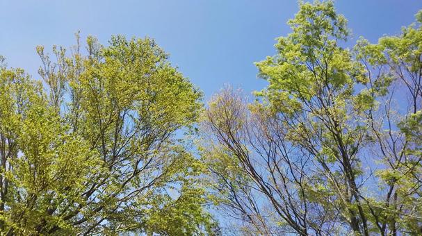 新緑 新緑 新緑,木,木々の写真素材