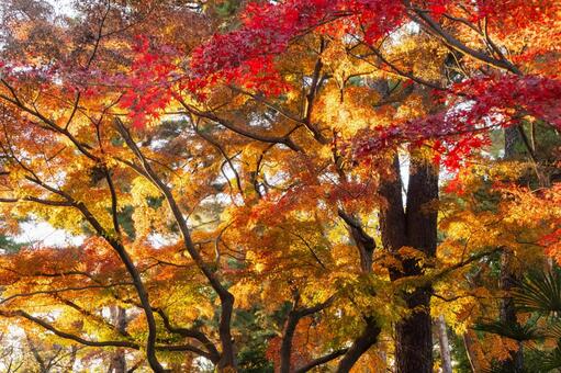 大宮公園の紅葉 もみじ,カエデ,秋の写真素材