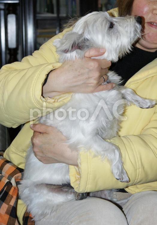 ホワイトテリア　チビタ08年　ご挨拶 ホワイトテリア,愛犬,ペットの写真素材