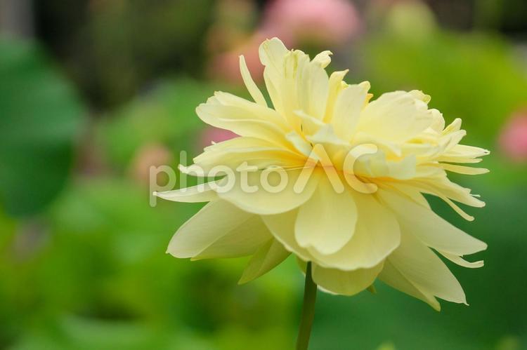 ハスの花のある風景 蓮,蓮の花,ハスの花の写真素材