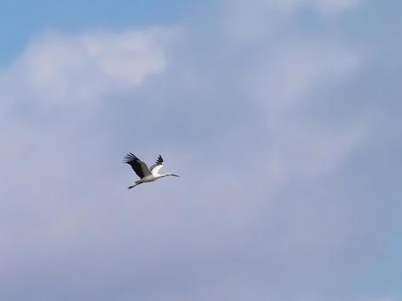空飛ぶコウノトリ④ 空飛ぶコウノトリ④の写真