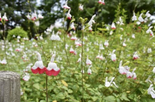 小さな花 小さな花の写真