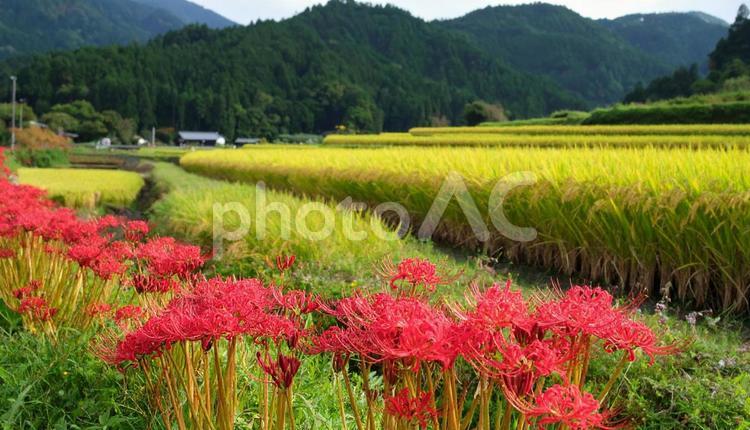 秋の田んぼ沿いに咲き誇る真紅の彼岸花 彼岸花,秋,真紅の写真素材