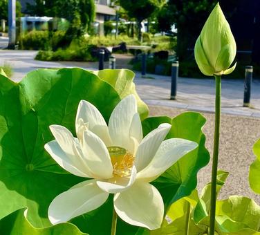 ハスの花 ハスの花 お盆,ハス,蓮の写真素材