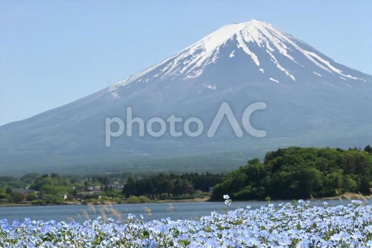 富士山 富士山,ふじさん,山梨県の写真素材