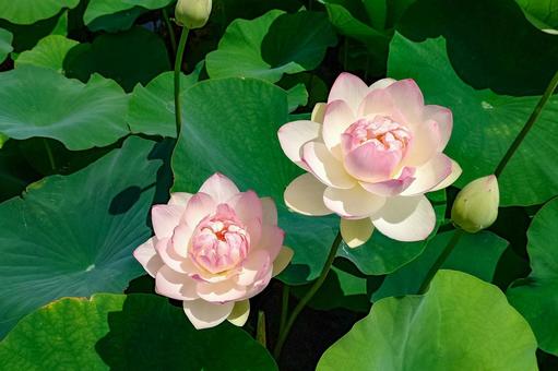 Karahi Lotus Garden, JPG