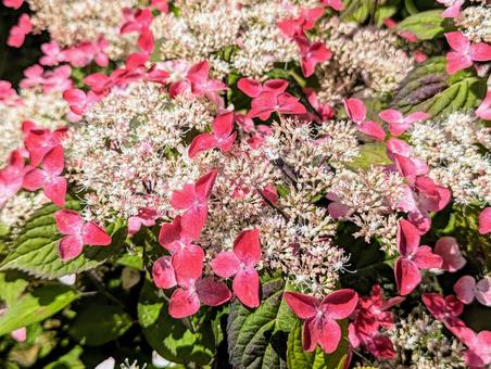 満開の額紫陽花 満開の額紫陽花 植物,花,あじさいの写真素材