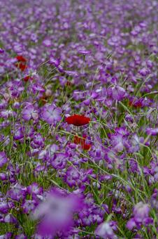 こうのす花まつり2025年 こうのす花まつり2025年 こうのす花まつり,ポピー,ムギナデシコの写真素材