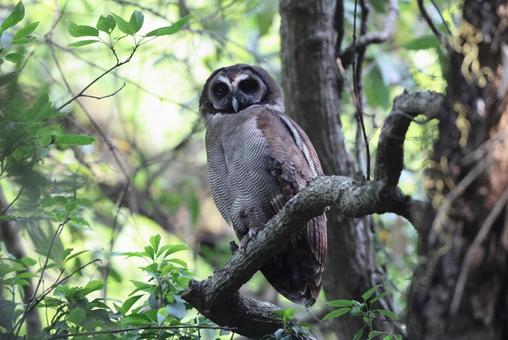 オオフクロウ オオフクロウの写真