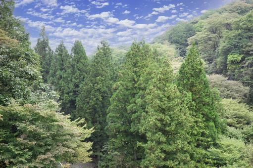 大きなスギの木 杉林,森,樹木の写真素材