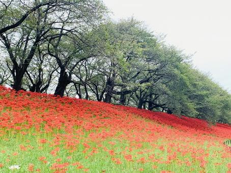 曼珠沙華② 曼珠沙華②の写真