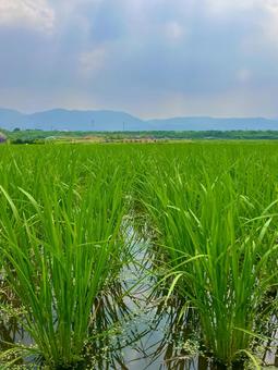 Photo, field, paddy field, agriculture, 