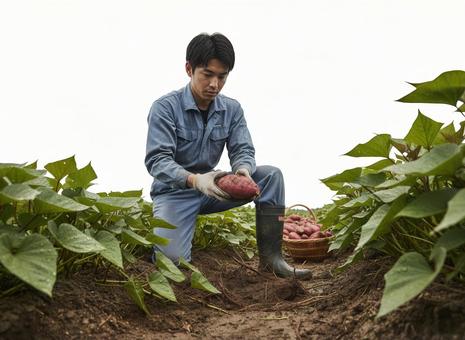 芋ほりでさつまいもを収穫する男性農家 芋ほりでさつまいもを収穫する男性農家 の写真
