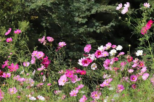 こすもすの花 こすもすの花の写真
