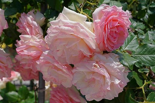 荒牧バラ園677　フロリバンダ 兵庫県,荒牧バラ園,バラの写真素材