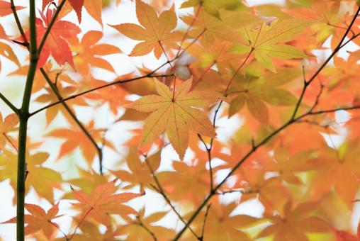 紅葉 紅葉,もみじ,秋の写真素材