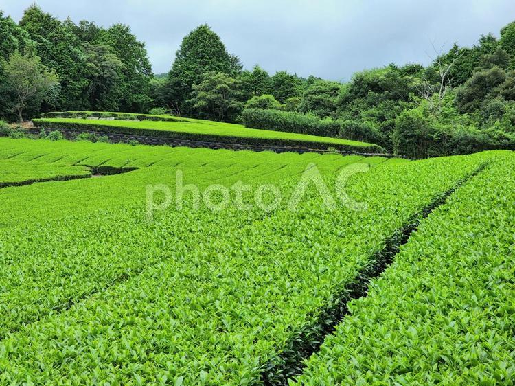 真夏の緑の茶畑 茶畑,茶葉,真夏の写真素材
