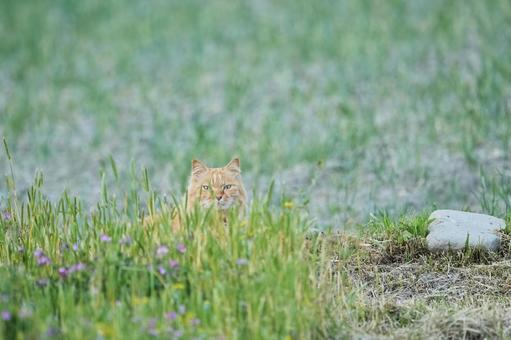 隠れてる?ネコちゃん 隠れてる?ネコちゃんの写真