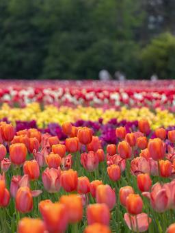 チューリップの写真