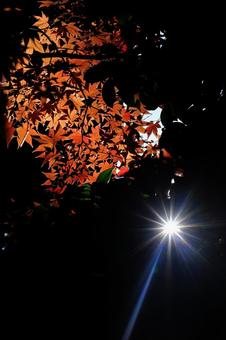 紅葉と光 紅葉と光の写真