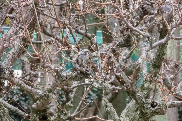 木の枝に紛れるヒヨドリたち ヒヨドリ,木,枝の写真素材