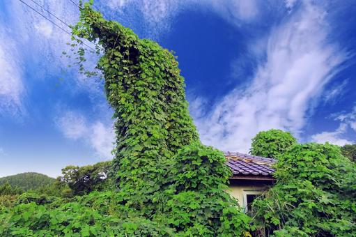 夏・小屋と電柱を襲う暴れん坊の葛と空雲 夏・小屋と電柱を襲う暴れん坊の葛と空雲の写真