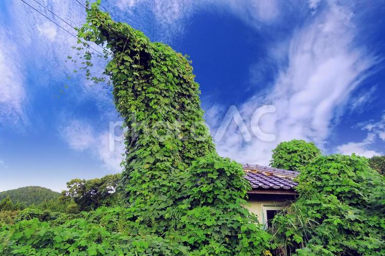 夏・小屋と電柱を襲う暴れん坊の葛と空雲 葛,マメ科,葛の葉の写真素材