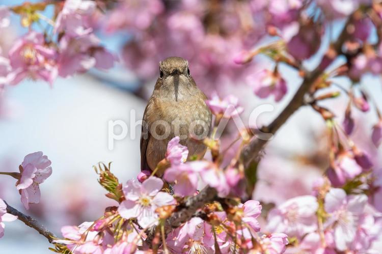 桜の中で佇むジョウビタキの雌 ジョウビタキ,雌,鳥の写真素材