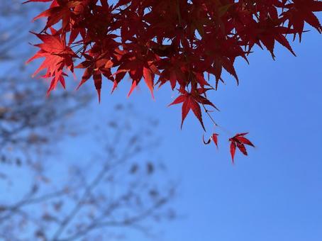 雲ひとつない晴天の青空と紅葉するモミジ 雲ひとつない晴天の青空と紅葉するモミジの写真
