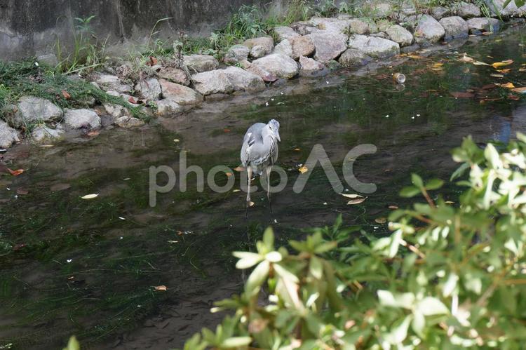 街中のアオサギ 風景,自然,鳥の写真素材