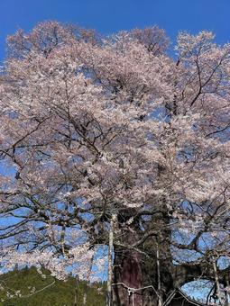 cherry blossoms, JPG