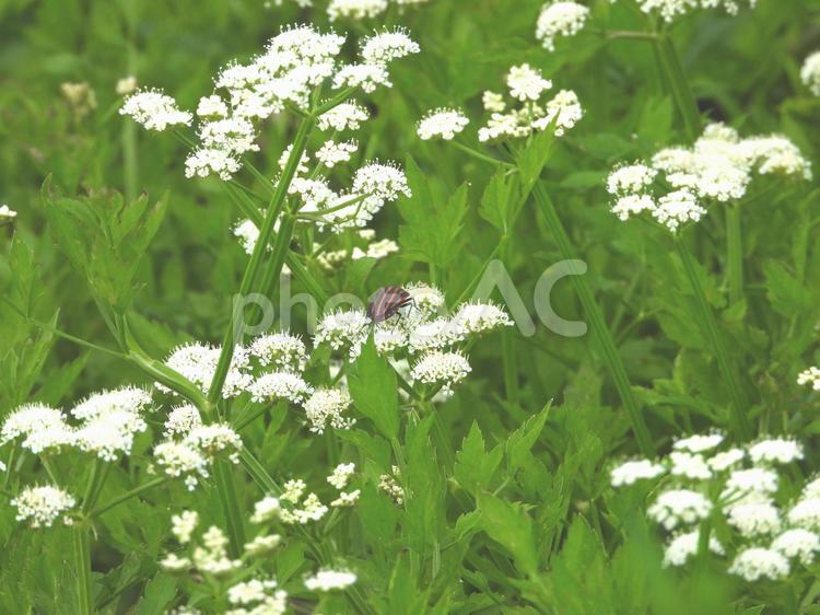 セリの花にアカスジカメムシ セリの花にアカスジカメムシ,アカスジカメムシ,カメムシ目の写真素材