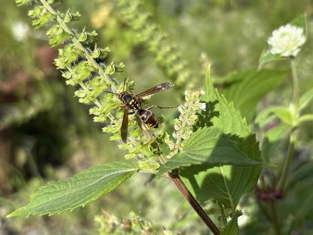 紫蘇の花とコアシナガバチ 06 コアシナガバチ,小脚長蜂,青ジソの写真素材