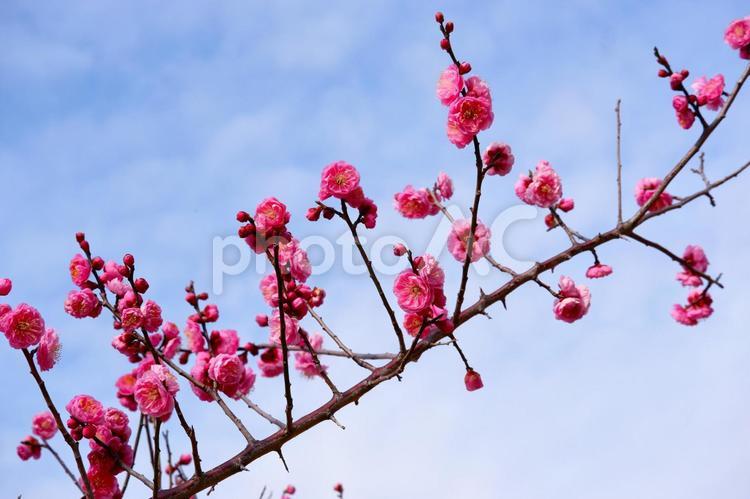 梅の花（コウバイ） 梅の花,蕾,春の写真素材