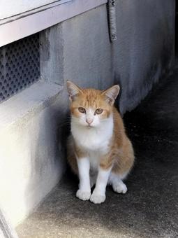 野良猫 猫,野良猫,茶白猫の写真素材