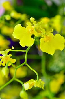 Yellow Oncidium, JPG Yellow Oncidium, JPG