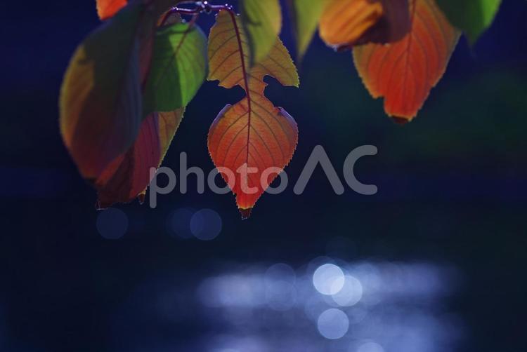 桜葉紅葉　桜　紅葉　秋　晩秋　水面 桜葉紅葉,桜,サクラの写真素材