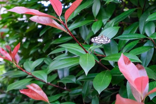Butterflies in the flowerbed, JPG