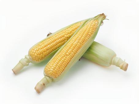 とうもろこし とうもろこし とうもろこし,白バック,夏野菜の写真素材